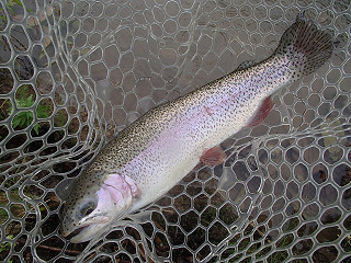 f0065341_1703615.jpg