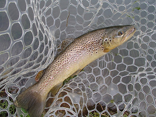 f0065341_1710217.jpg