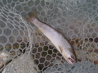 f0065341_17162810.jpg
