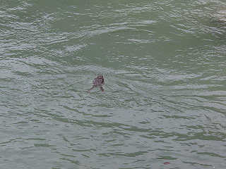 f0065341_1717840.jpg