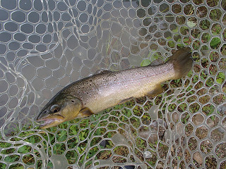f0065341_1735858.jpg