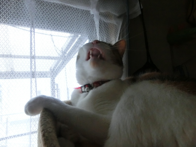 c0194042_1411750.jpg