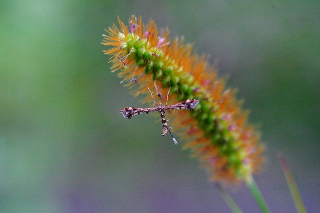 d0128465_912770.jpg