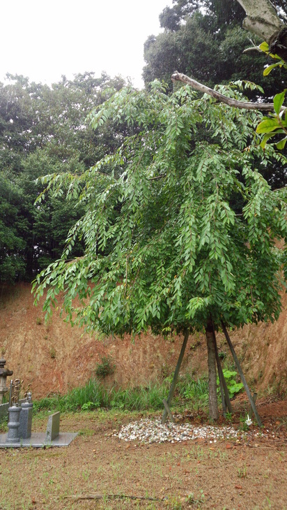 c0011169_11314424.jpg