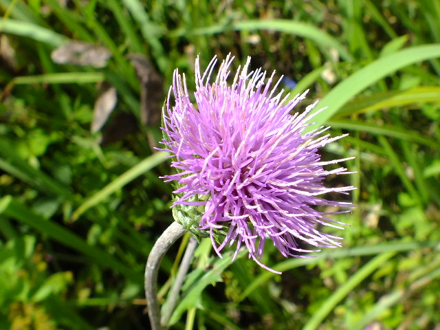e0145782_5243386.jpg