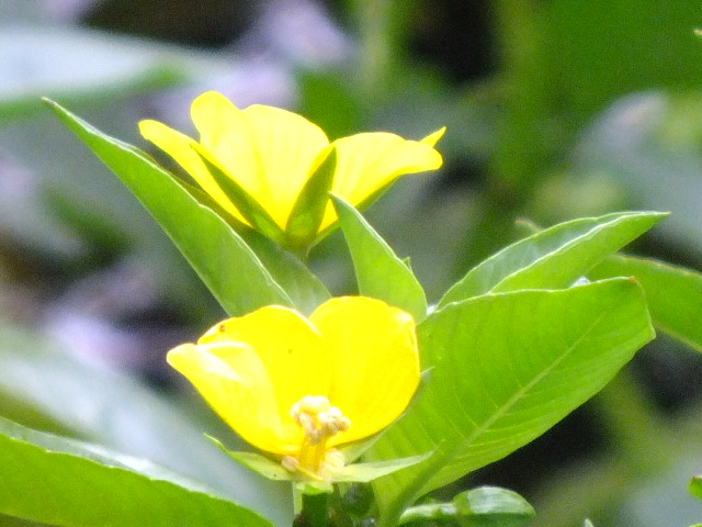 e0145782_527832.jpg