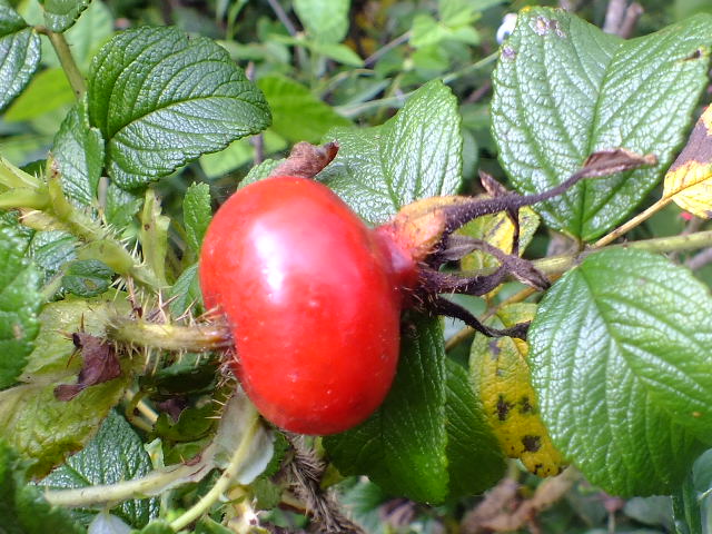 e0145782_5295758.jpg