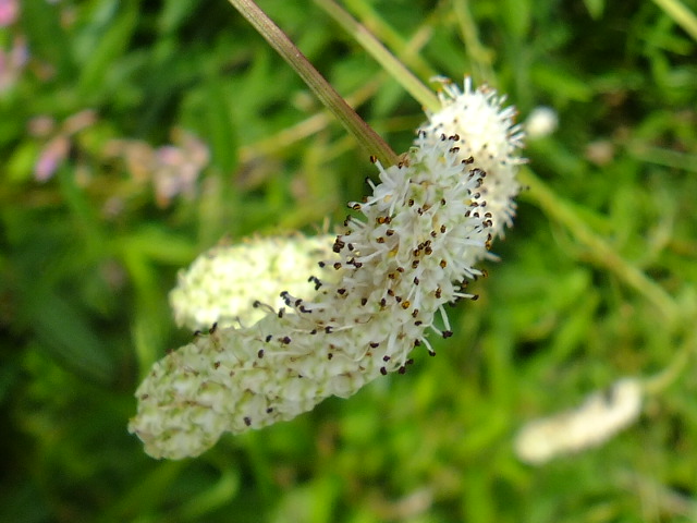 e0145782_5361243.jpg