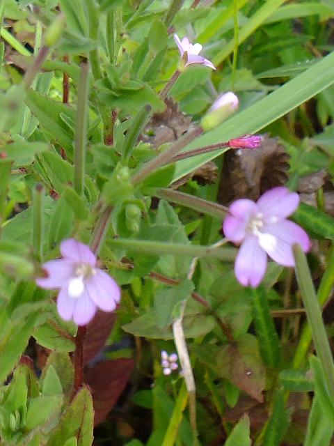 e0145782_5365547.jpg
