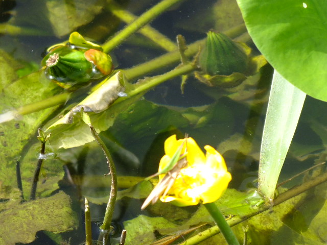 e0145782_537307.jpg