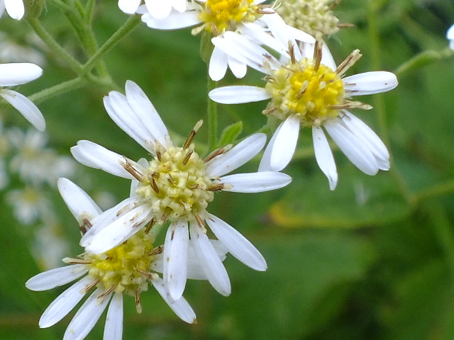 e0145782_5381728.jpg