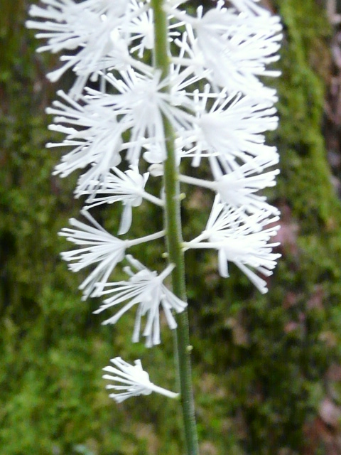 e0145782_5404729.jpg