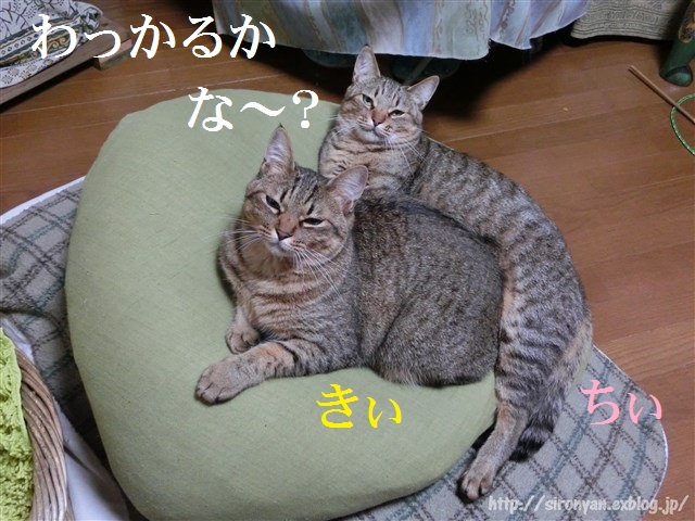 a0159490_1022195.jpg