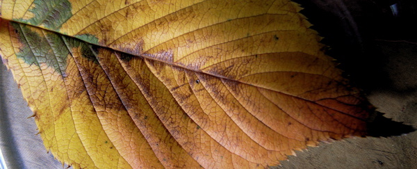c0015099_20554496.jpg