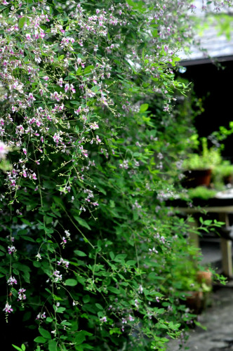f0188408_1201590.jpg