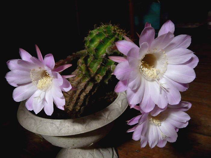 c0147123_2444576.jpg