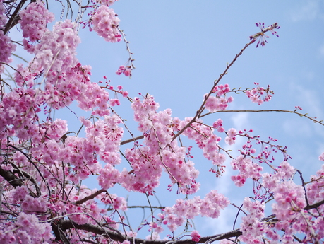 a0200026_1149810.jpg