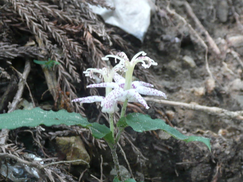 c0009528_2144376.jpg