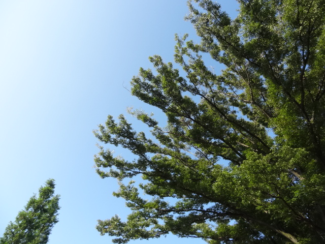 e0016828_12183312.jpg