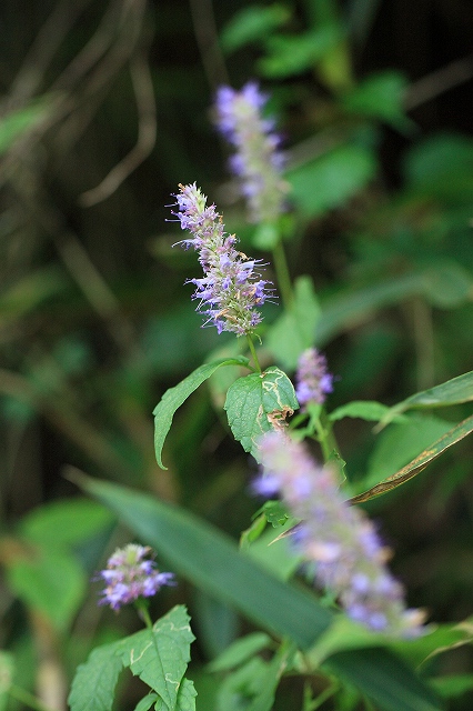 d0128465_170419.jpg