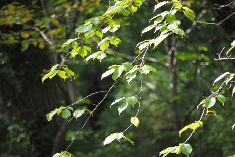 c0283778_1782619.jpg