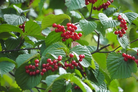c0283778_1791569.jpg