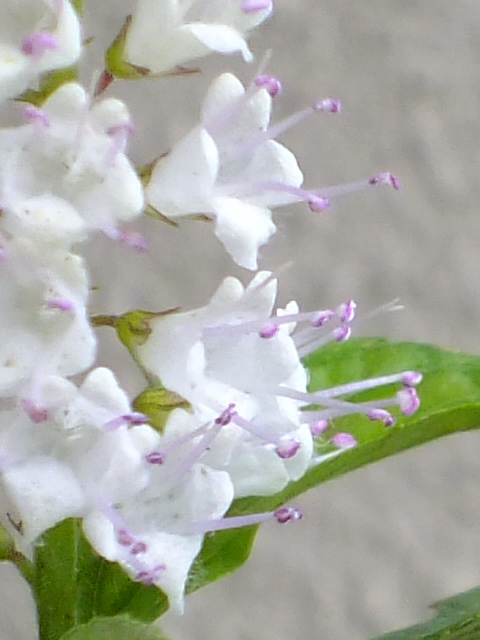 e0145782_4591323.jpg
