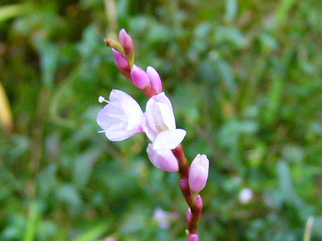 e0145782_511581.jpg