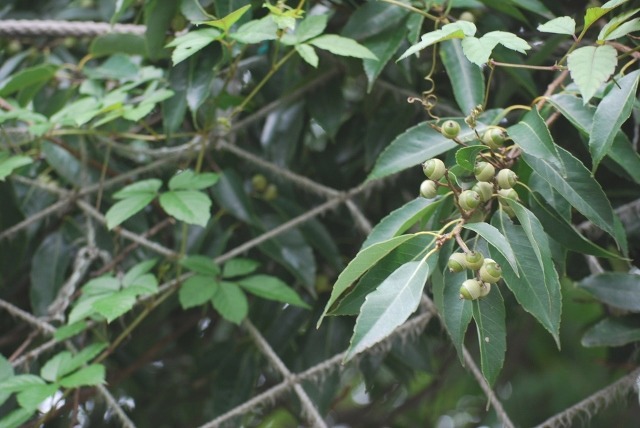 e0025300_1614357.jpg