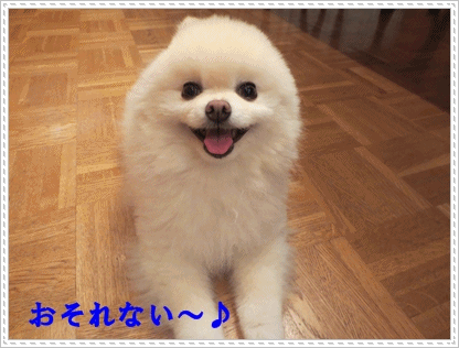 b0167519_21284170.gif