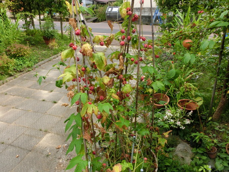 a0203003_1553956.jpg