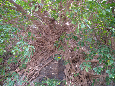 e0272335_1850511.jpg