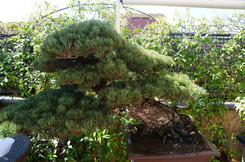 c0206352_6193580.jpg