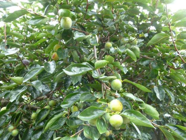 e0298866_2383590.jpg