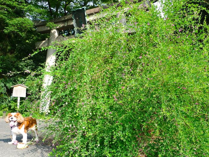 a0079292_1046535.jpg