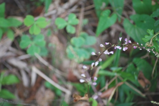 e0025300_17465461.jpg