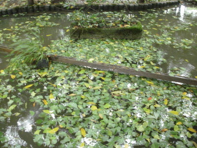 e0135219_1573524.jpg