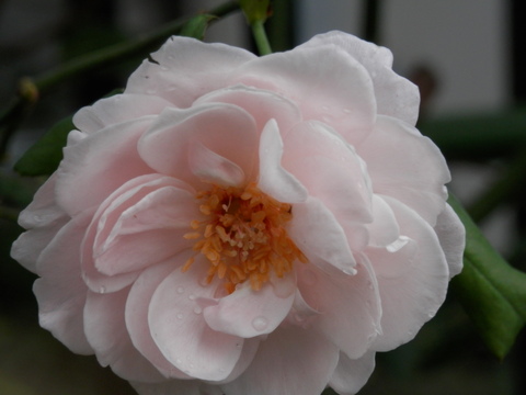 e0288951_1514493.jpg