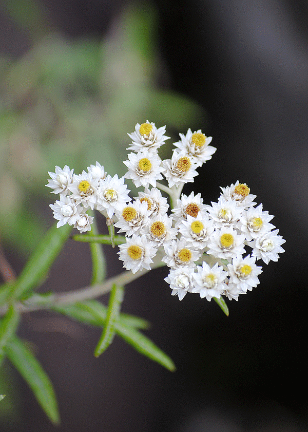 a0001354_22571930.gif