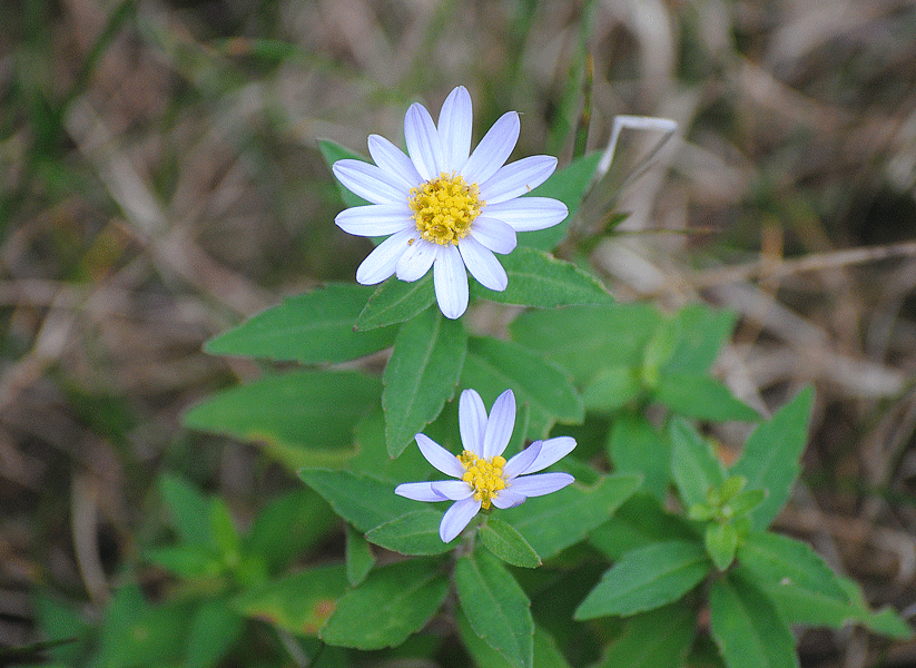a0001354_2258436.gif