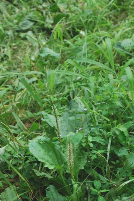 e0025300_2014774.jpg