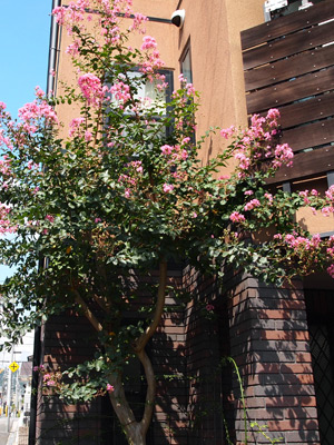 a0139105_99815.jpg