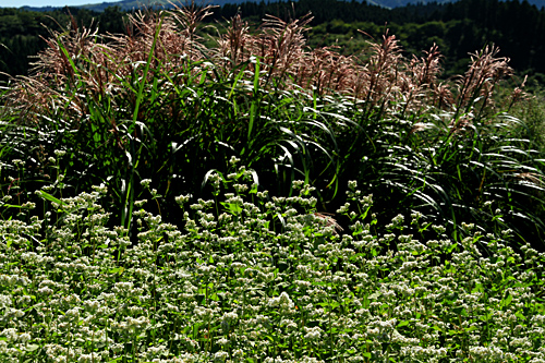b0014607_2021770.jpg