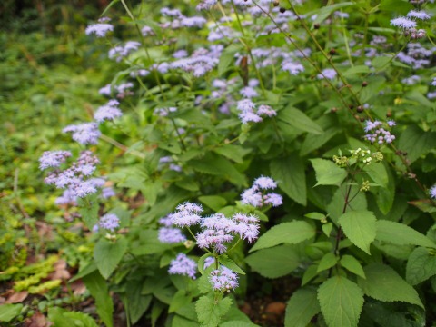 c0117007_21155590.jpg