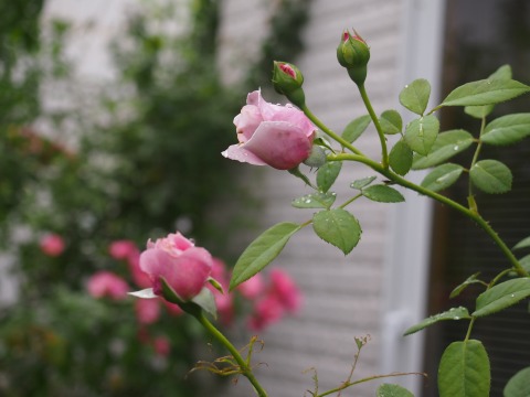 c0117007_21162253.jpg
