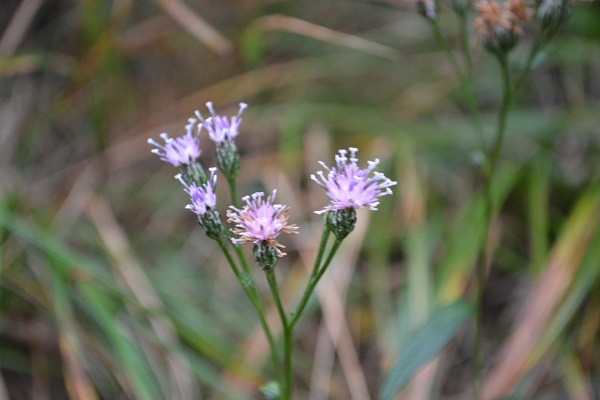 b0277008_8503215.jpg