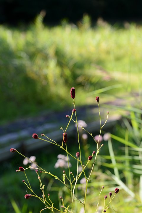 b0134829_20151740.jpg