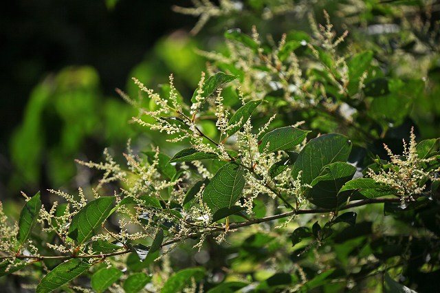 a0242438_19503274.jpg