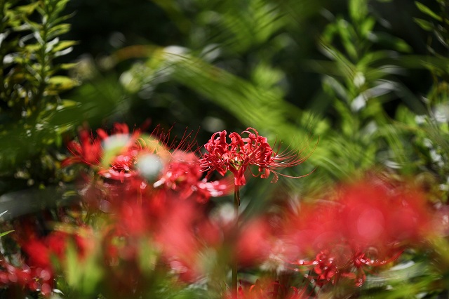 a0242438_19532030.jpg