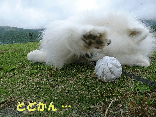 e0176159_11122213.gif